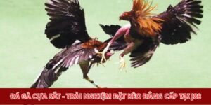 Đá gà cựa sắt