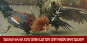 Đá gà cựa tròn