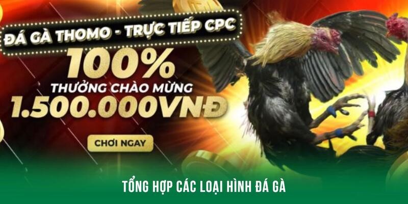 Tổng hợp các loại hình đá gà J88 nên theo dõi