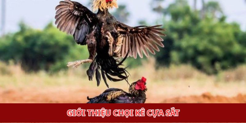 Giới thiệu chọi kê cựa sắt