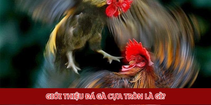 Giới thiệu đá gà cựa tròn là gì?