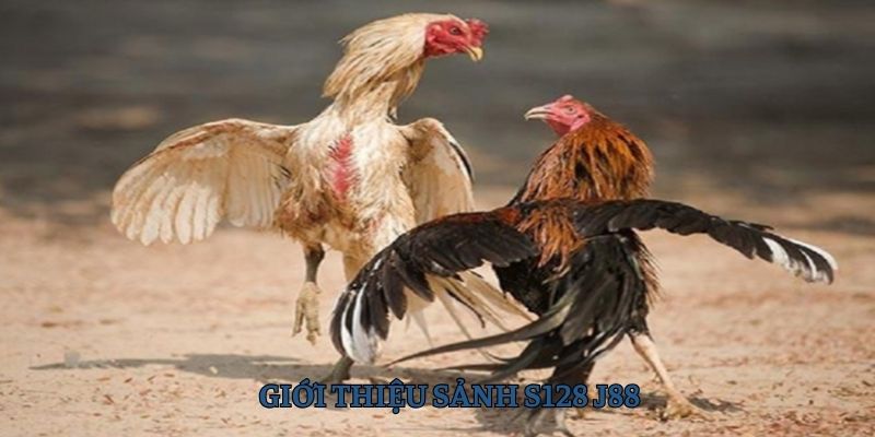 S128 J88 sảnh đá gà uy tín top 1 thị trường