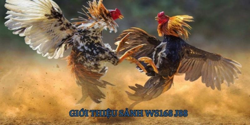Ws168 sảnh đá gà nổi bật bậc nhất tại nhà cái J88