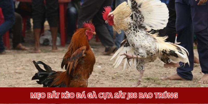 Mẹo bắt kèo đá gà cựa sắt J88 bao trúng