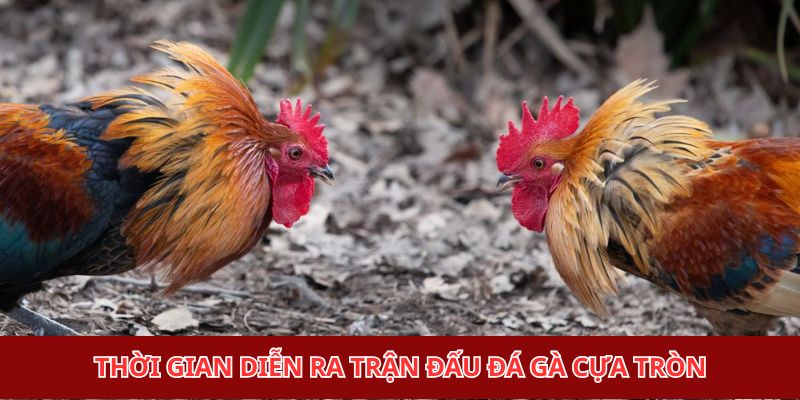 Thời gian diễn ra trận đấu đá gà cựa tròn